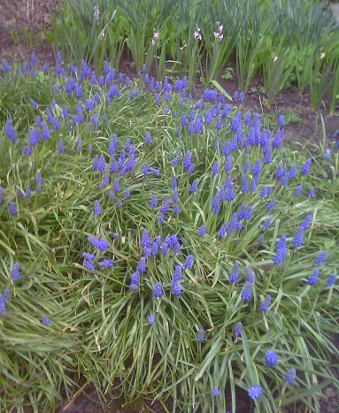 muscari