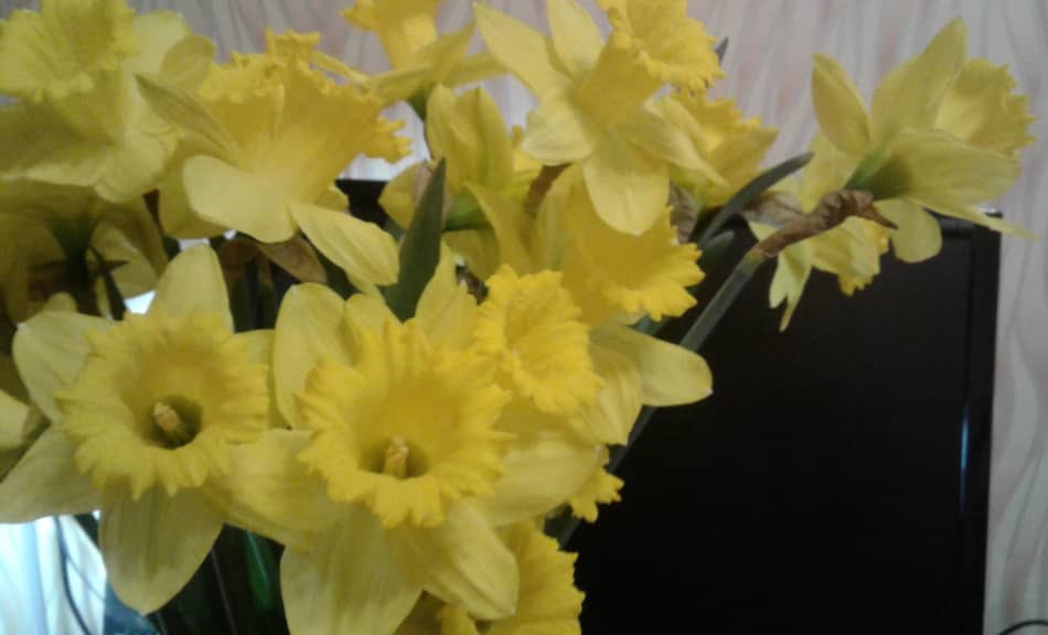 narcisses