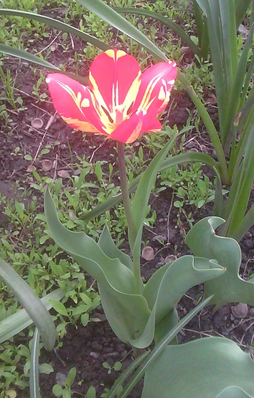 tulip_perrot